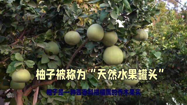 柚子科普知识 #秋天硕果累累的季节 #双11省学指南 #纯绿色无公害水果