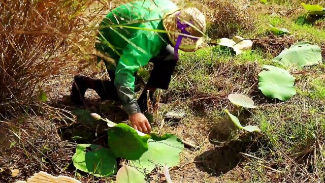 干枯的藕塘农民发现一个洞,用手指抹点洞口稀泥放在鼻下闻闻后立即开挖,看看他挖到什么