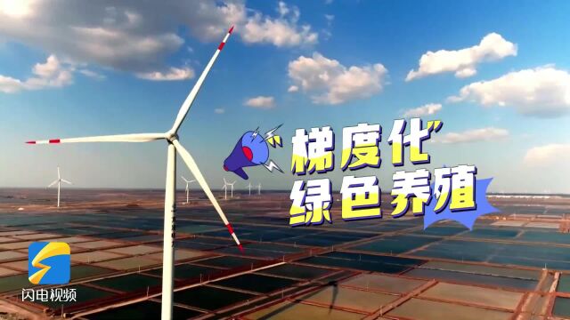 生态新画卷丨水产养殖遇上万亩盐田 滨州“梯度化”绿色养殖将每一滴尾水“吃干榨净”