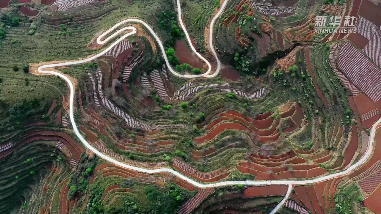 夏日梯田景如画