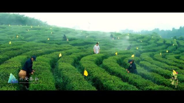 文化和旅游部推荐!六安诚邀上海市民来游山玩水