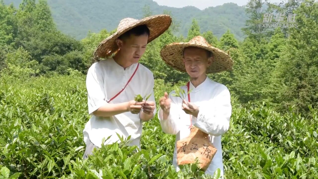 一杯茶 五代人——百年匠心传承一方茗茶