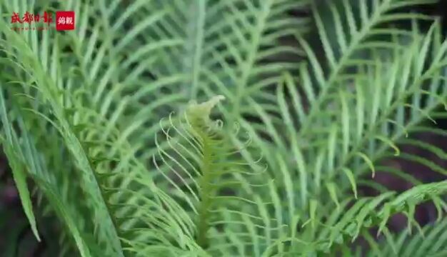 国际生物多样性日|四川生物多样性全国第二