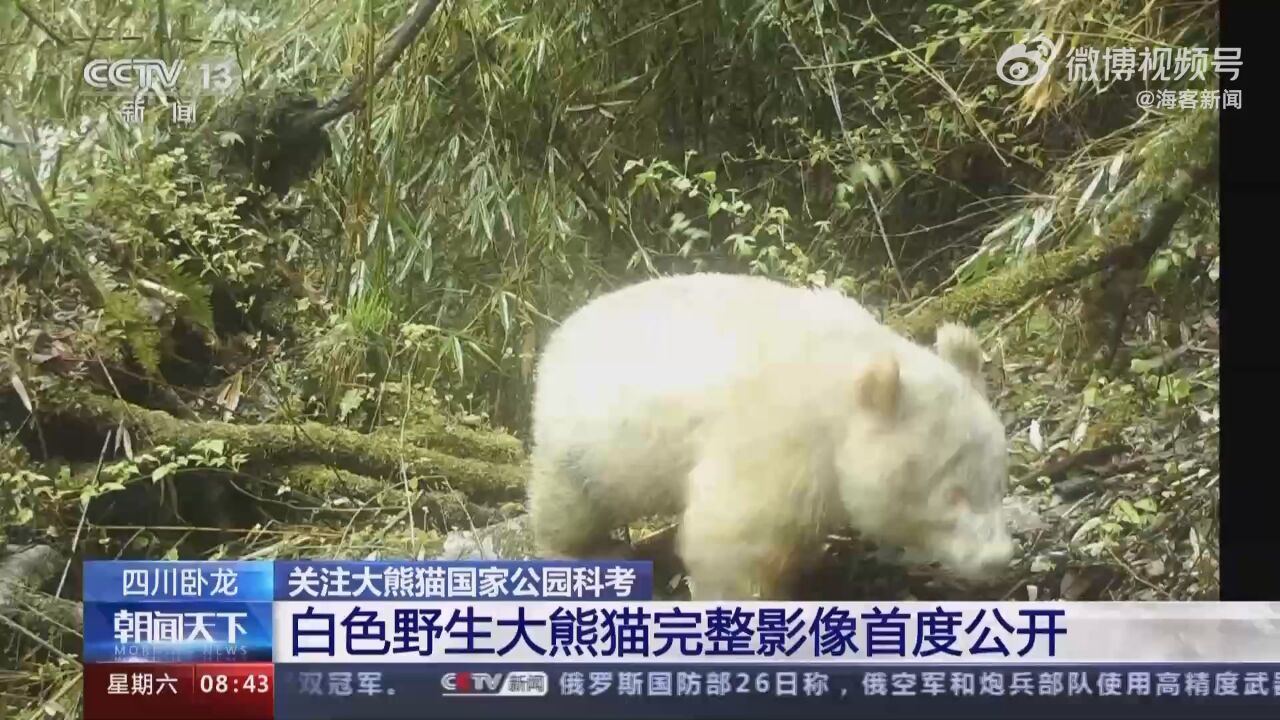 罕见白色野生大熊猫完整影像首度公开