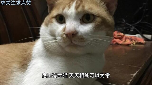 家中猫味道重消除猫异味并不难