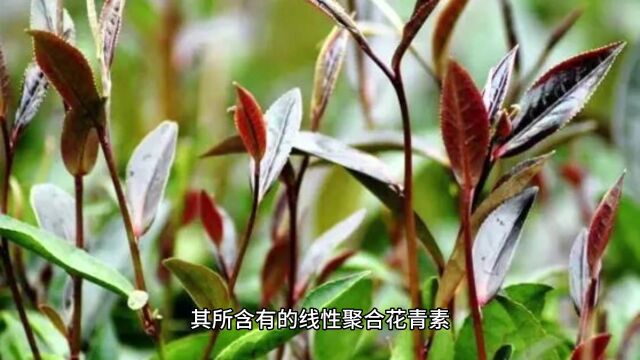 健康饮食小常识:每天喝什么茶最好?