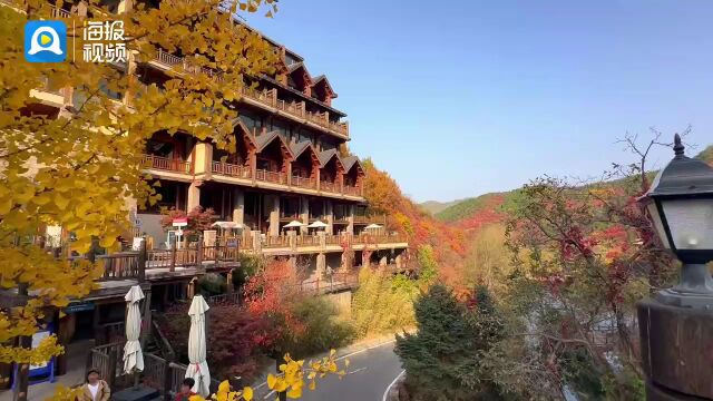 济南南部山区层林尽染,正是“赏红”好时节