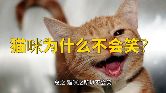 猫咪为什么不会笑?