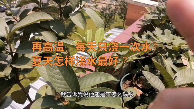 天气太热,什么时候浇水最适合?早上还是晚上?新手要收藏