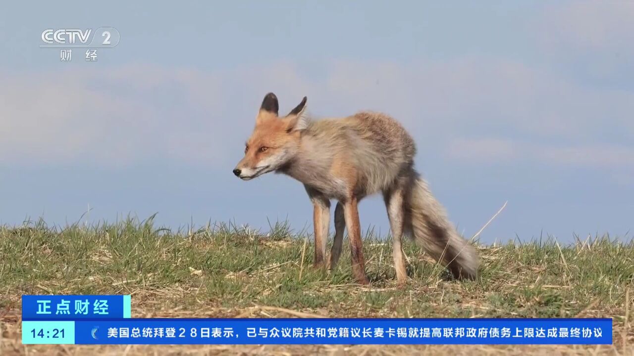 内蒙古:野生赤狐现身额尔古纳