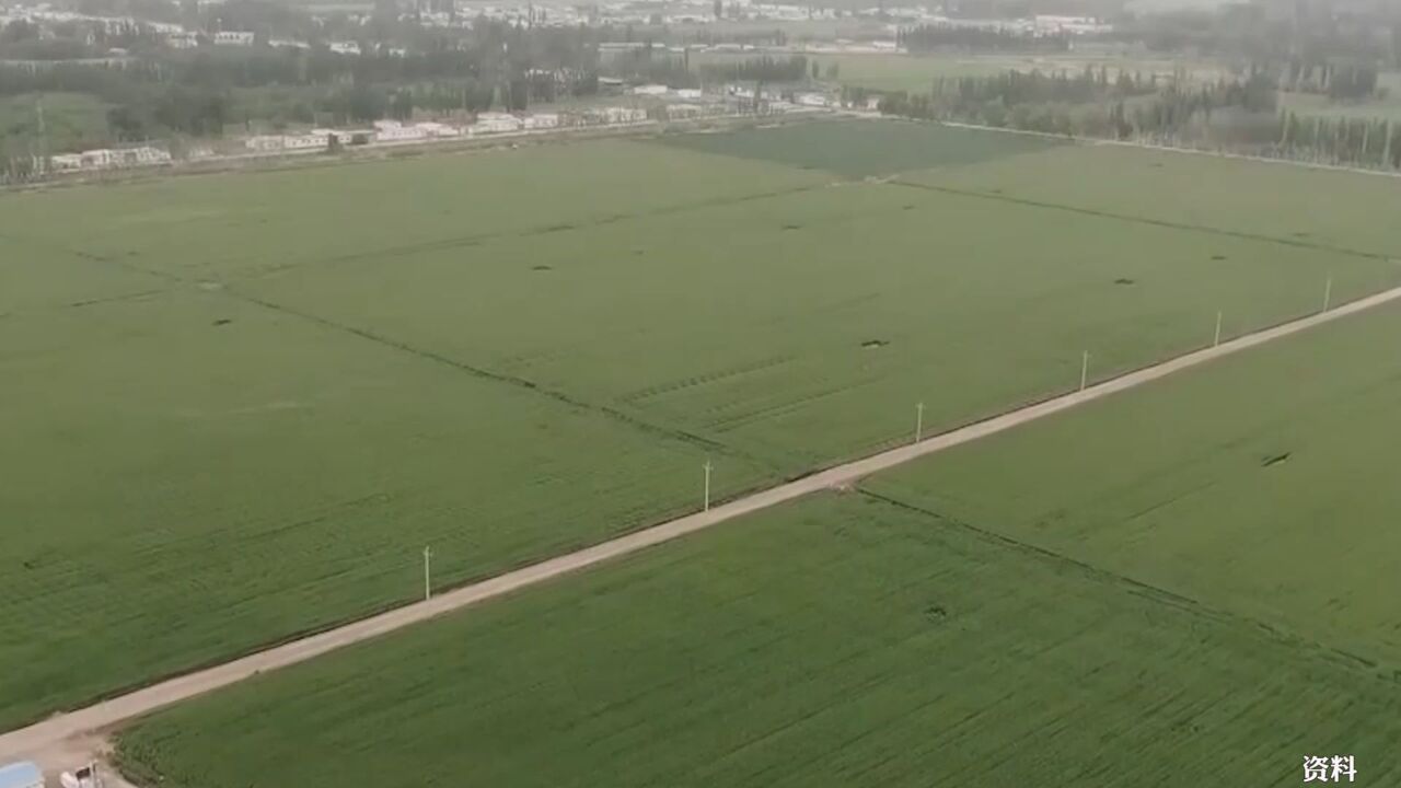 河南一面粉厂不收今年新小麦?专家称发芽降低食用品质,当地回应