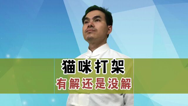 猫咪打架无解?这个方法治根解决.