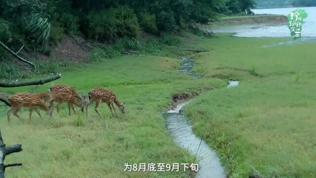 《珍稀物种在江西》第四期:梅花鹿(华南亚种)