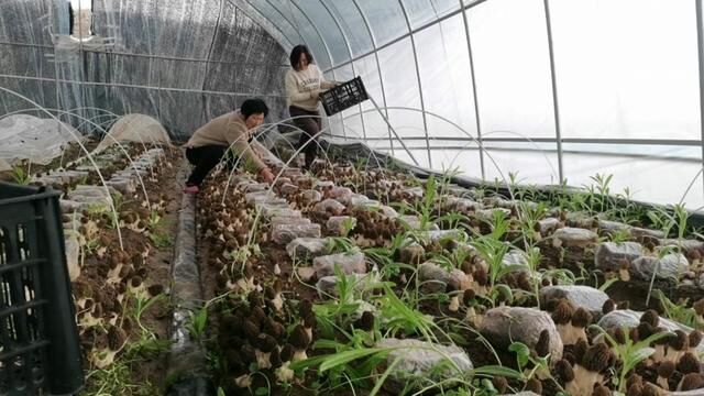 #羊肚菌种植基地 #菌种 #农友食用菌培训基地 羊肚菌种植有风险,选择需谨慎.(高利润,高风险,高回报)