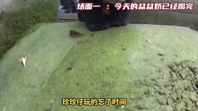 关爱国宝大熊猫大熊猫萌兰萌兰熊猫很生气,后果很可爱!