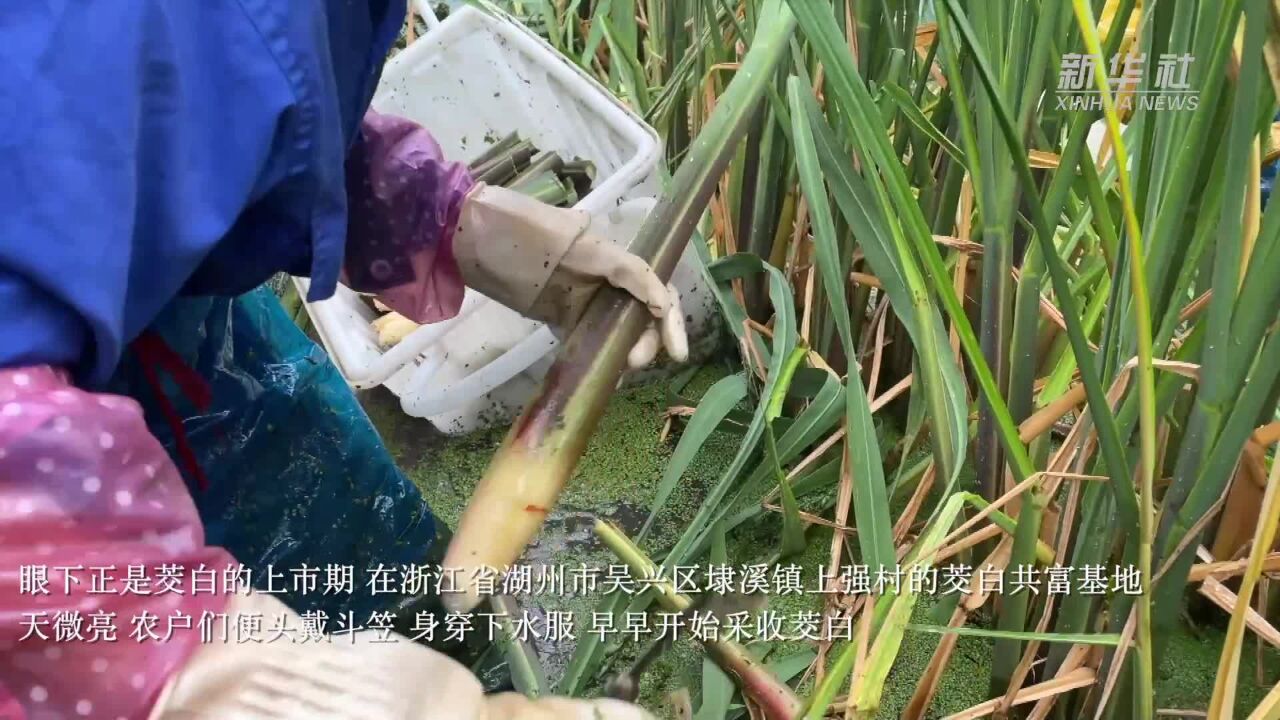 浙江湖州:茭白迎来丰收季 农户喜获共富果