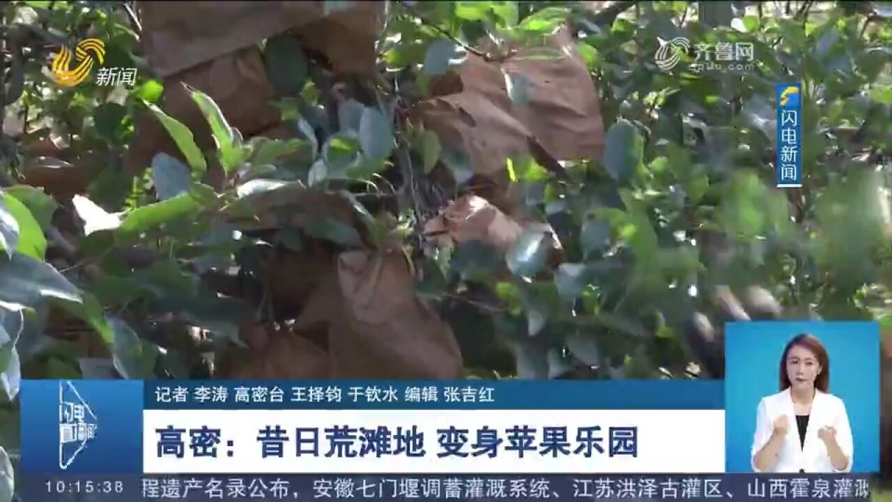 高密:300亩荒滩地整理开发,流转给专业合作社,变身苹果乐园