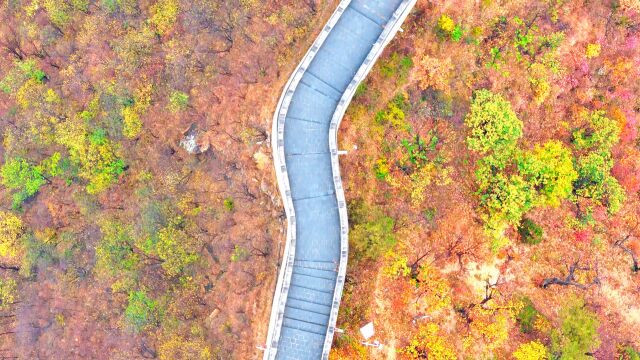 万山红遍!登北京水长城邂逅缤纷秋色