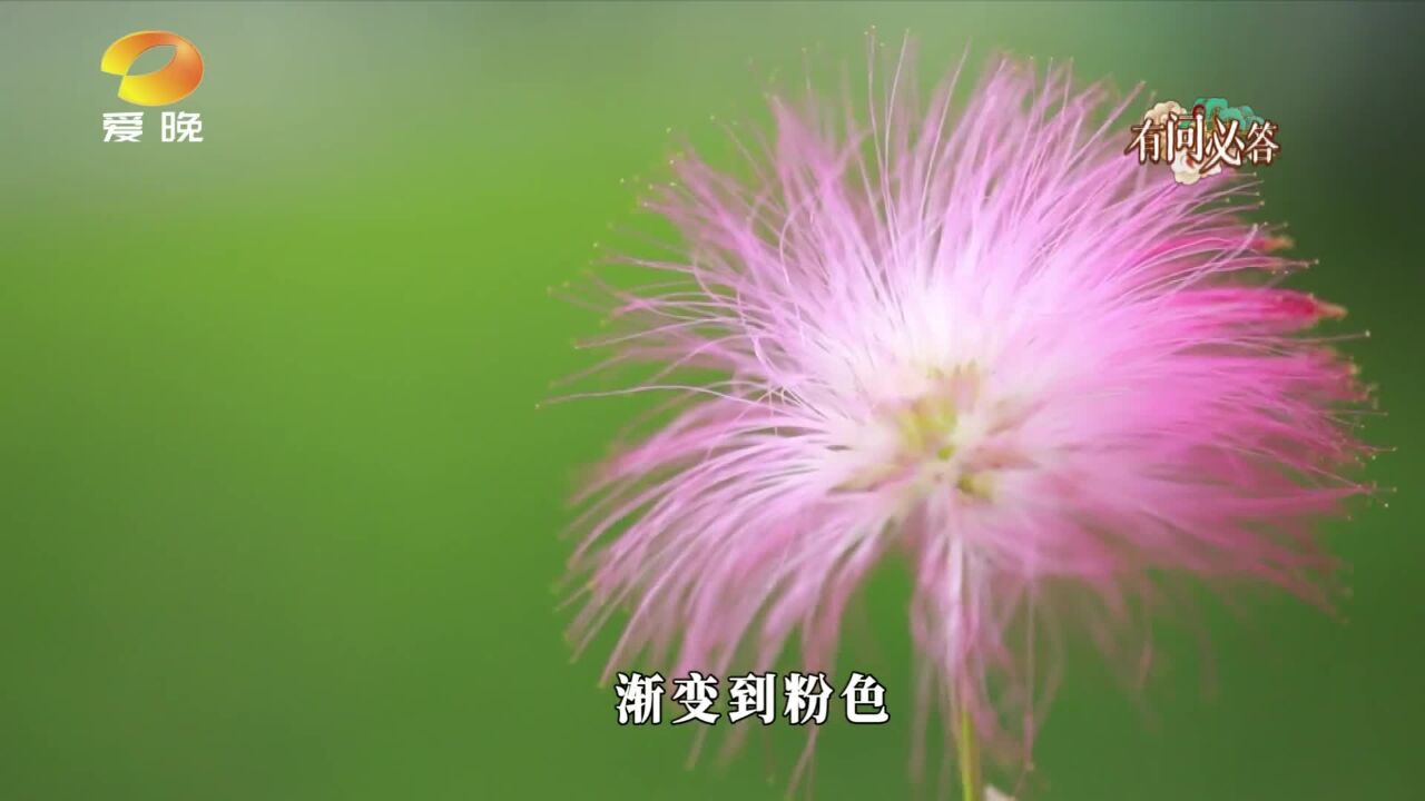 《国潮国药 有问必答》之合欢花