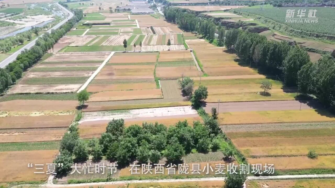 陕西陇县:救援队变身“抢收队”助农夏收