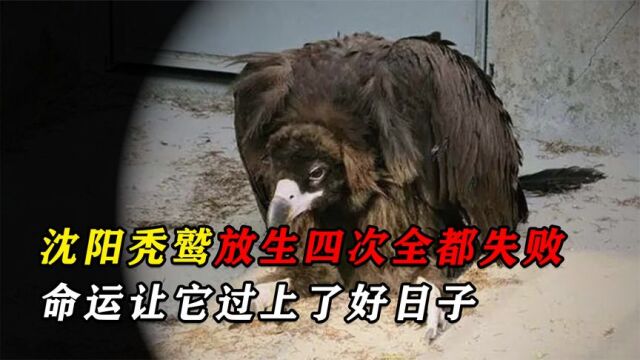 沈阳救助中毒秃鹫,放生四次还是被捡到,这只秃鹫有多傻?