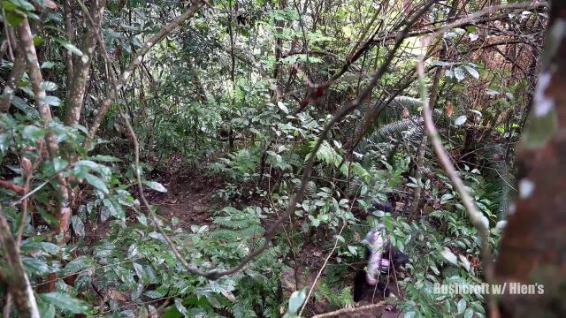 阿贤雨林生存挑战看她如何搭建简易竹屋窝棚建立庇护所基地