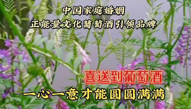 漂亮的野花自然风光欣赏,鲜花赏心悦目,美丽动人,美不胜收了!