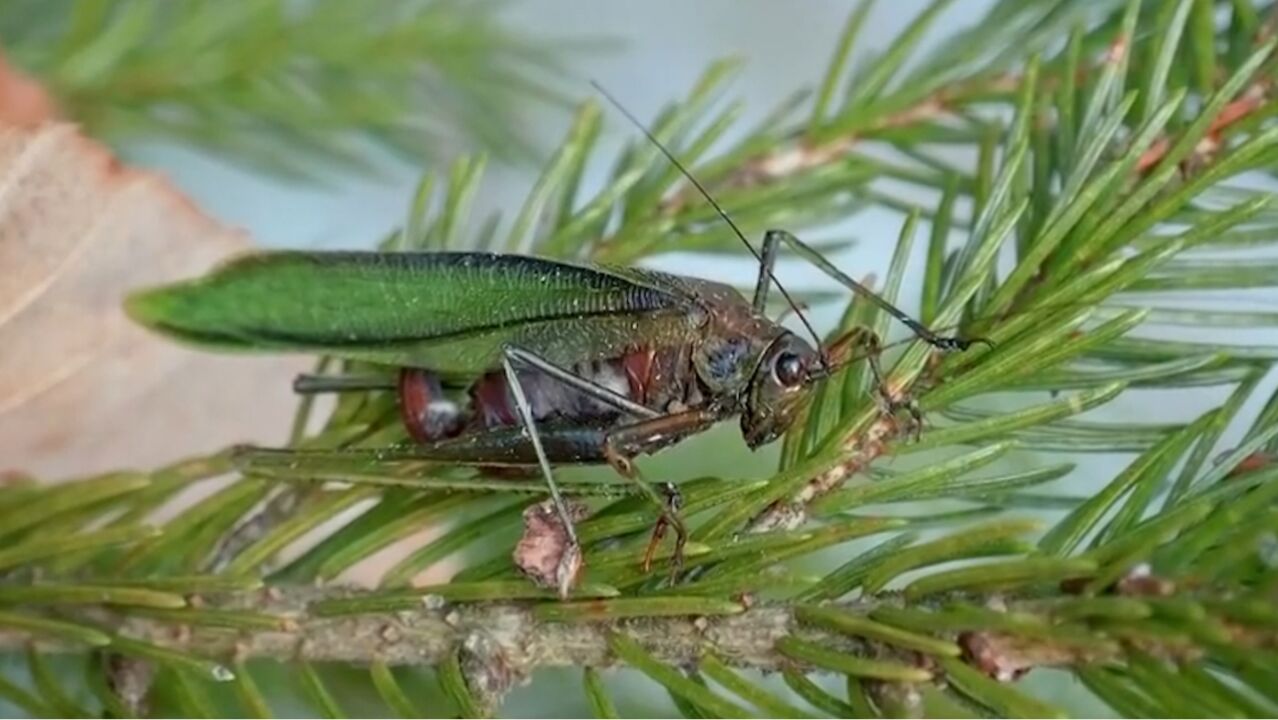 当第一股寒潮来袭,螳螂和竹节虫与其他昆虫一起死去,全凭大自然的力量帮助孵化它们的卵