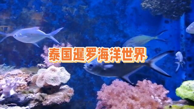 泰国曼谷暹罗海洋世界