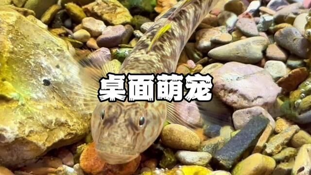 桌面溪流缸桌面萌宠#溪流缸 #原生鱼 #鱼缸里的大自然 #虾虎 #桌面鱼缸