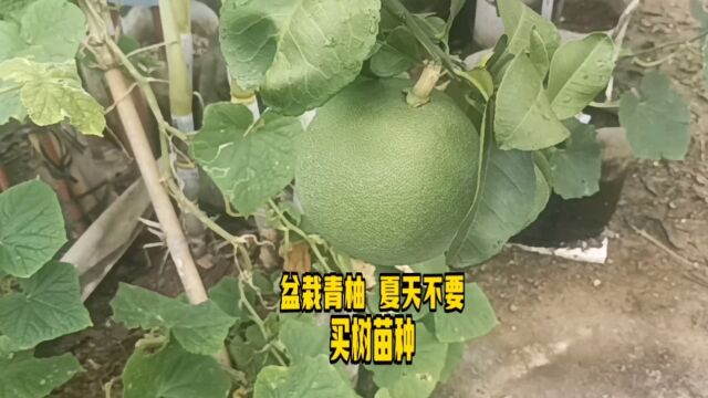 盆栽青柚 夏天不要买树苗种