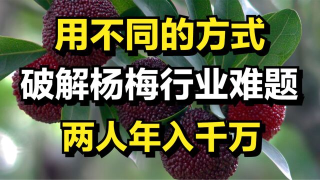 他们用不同的方式,破解杨梅行业难题,每人年收入高达1000多万元!