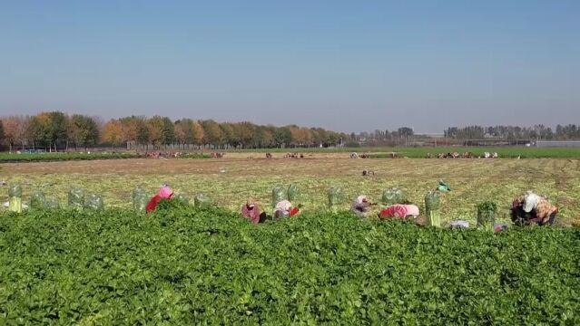 芹香满田地 “马芹”迎丰收