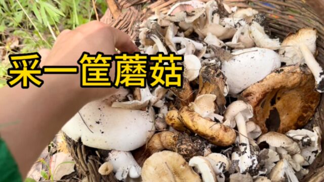 东北雨后采蘑菇,找到一个边上全是,草蘑雷窝子采一筐.