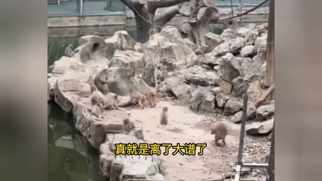 南京变态猴猴子南京网红暴猴