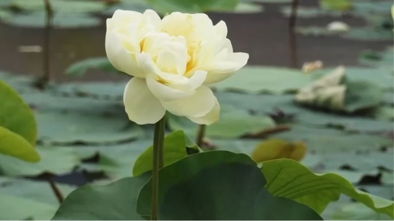 当地丰富的荷花品种,不仅满足了游客的需求,同时也丰富了基地的经营项目