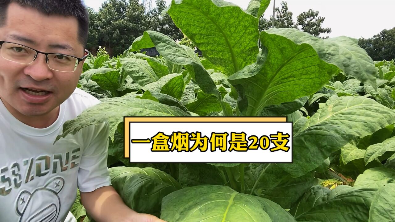 一盒烟为何是20支