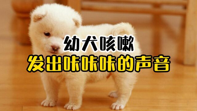 为什么幼犬咳嗽,会发出咔咔咔的声音?