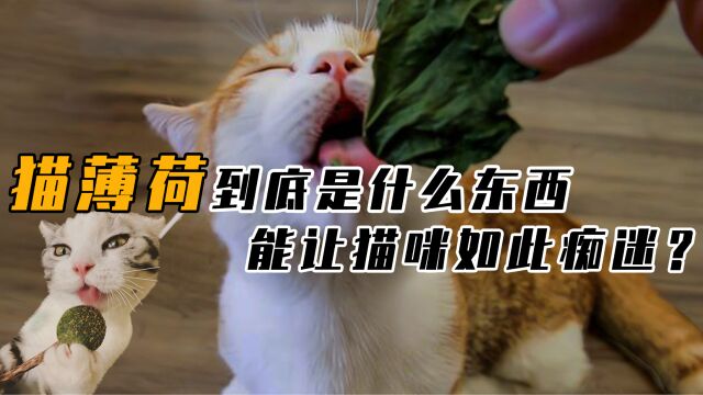 猫薄荷是何物,为何会让猫咪欲罢不能?长期使用对猫身体有害吗?