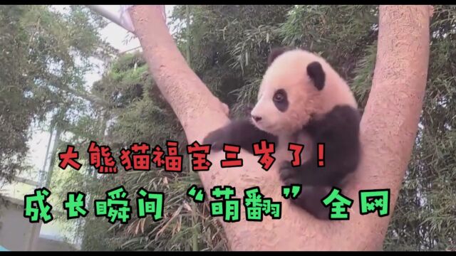 大熊猫福宝三岁了!成长瞬间“萌翻”全网