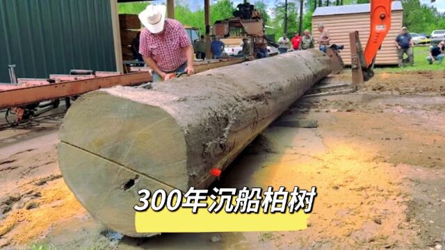 原来还有这样金黄色的柏树,300年的沉船柏树真的是难的一见