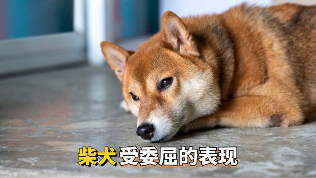 戏精!柴犬受委屈后的3大经典表现!