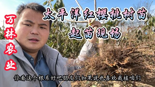 太平洋红樱桃苗品种基地起苗现场、苗子粗度三公分根系发达好种植