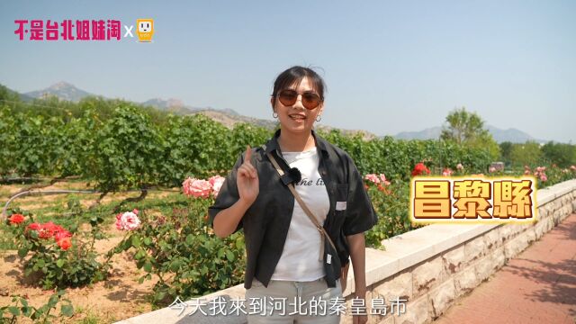 经贸文旅|走进秦皇岛昌黎 体验酒香四溢的葡萄酒产地