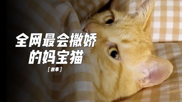 全网最粘人的妈宝猫“不苦”实在太可爱了,流浪猫也有春天