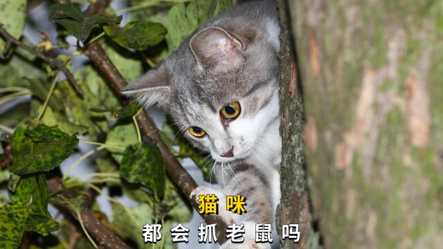 猫咪都会抓老鼠吗?