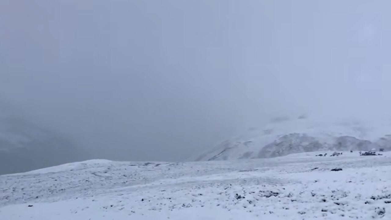 青海玉树七月飞雪:牛羊雪中觅食,大雪覆盖建筑山川一片银装素裹