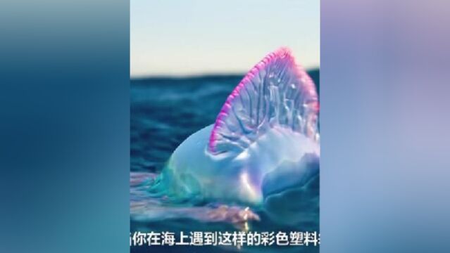 世界上最美丽又危险的海洋生物,致命的僧帽水母