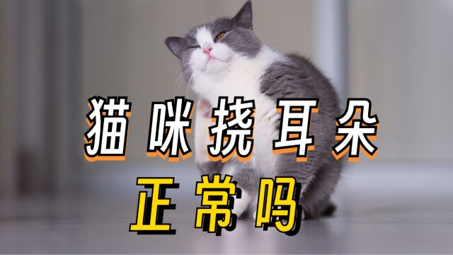 猫咪为何会经常挠耳朵?