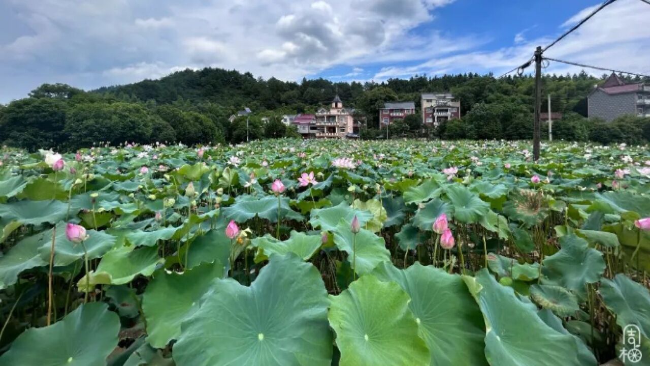 700斤的莲蓬一天时间采完!看潮新闻记者化身“荷仙姑”